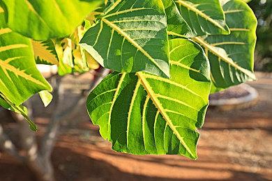 六百多元一件 《星空》飞行夹克开始接受预购